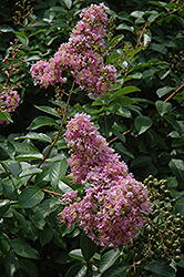 Muskogee Crapemyrtle (Lagerstroemia 'Muskogee') at Valley View Farms