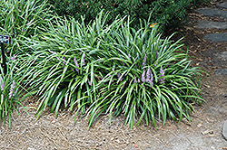 Lily Turf (Liriope muscari) at Valley View Farms