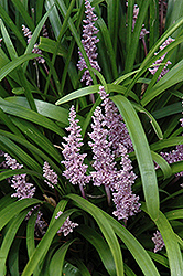 Lily Turf (Liriope muscari) at Valley View Farms