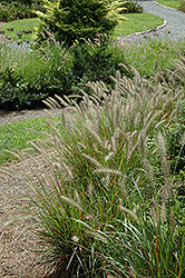 Cassian Dwarf Fountain Grass (Pennisetum alopecuroides 'Cassian') at Valley View Farms