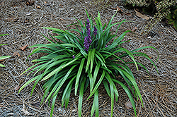 Royal Purple Lily Turf (Liriope muscari 'Royal Purple') at Valley View Farms