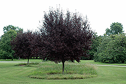 Krauter Vesuvius Plum (Prunus cerasifera 'Krauter Vesuvius') at Valley View Farms