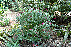 Miss Ruby Butterfly Bush (Buddleia davidii 'Miss Ruby') at Valley View Farms