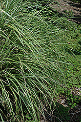 Little Zebra Dwarf Maiden Grass (Miscanthus sinensis 'Little Zebra') at Valley View Farms