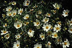 Star Cluster Tickseed (Coreopsis 'Star Cluster') at Valley View Farms