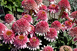 Butterfly Kisses Coneflower (Echinacea purpurea 'Butterfly Kisses') at Valley View Farms