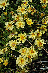 Galaxy Tickseed (Coreopsis 'Galaxy') at Valley View Farms