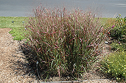 Prairie Fire Red Switch Grass (Panicum virgatum 'Prairie Fire') at Valley View Farms