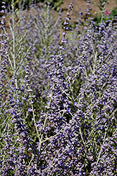 Peek-A-Blue Russian Sage (Perovskia atriplicifolia 'Peek-A-Blue') at Valley View Farms
