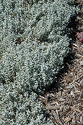 Yo Yo Snow-In-Summer (Cerastium tomentosum 'Yo Yo') at Valley View Farms