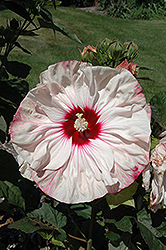 Cherry Cheesecake Hibiscus (Hibiscus 'Cherry Cheesecake') at Valley View Farms