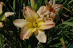 Pizza Crust Daylily (Hemerocallis 'Pizza Crust') at Valley View Farms