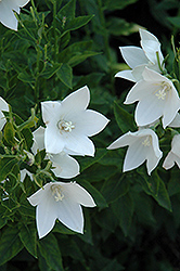 Fuji White Balloon Flower (Platycodon grandiflorus 'Fuji White') at Valley View Farms