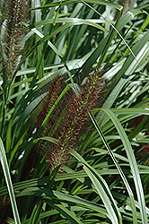 Red Head Fountain Grass (Pennisetum alopecuroides 'Red Head') at Valley View Farms
