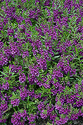 Archangel Dark Purple Angelonia (Angelonia angustifolia 'Balarckle') at Valley View Farms