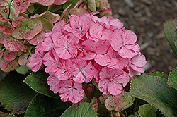 Sweet Fantasy Hydrangea (Hydrangea macrophylla 'Sweet Fantasy') at Valley View Farms