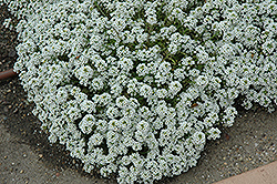 Clear Crystal White Sweet Alyssum (Lobularia maritima 'Clear Crystal White') at Valley View Farms