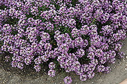 Clear Crystal Lavender Shades Sweet Alyssum (Lobularia maritima 'Clear Crystal Lavender Shades') at Valley View Farms