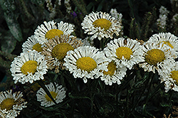 Realflor Real Neat Shasta Daisy (Leucanthemum x superbum 'Real Neat') at Valley View Farms