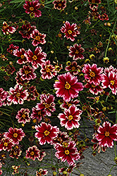 Ruby Frost Tickseed (Coreopsis 'Ruby Frost') at Valley View Farms