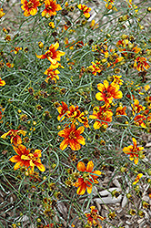 Sunset Strip Tickseed (Coreopsis verticillata 'Sunset Strip') at Valley View Farms