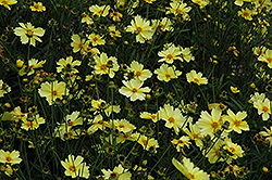 Full Moon Tickseed (Coreopsis 'Full Moon') at Valley View Farms