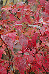 Red Osier Dogwood (Cornus sericea) at Valley View Farms