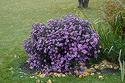 Purple Dome Aster (Symphyotrichum novae-angliae 'Purple Dome') at Valley View Farms