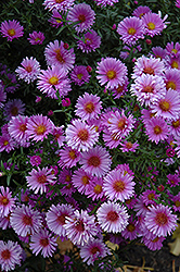 Purple Dome Aster (Symphyotrichum novae-angliae 'Purple Dome') at Valley View Farms