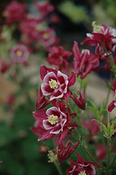 Winky Red And White Columbine (Aquilegia 'Winky Red And White') at Valley View Farms