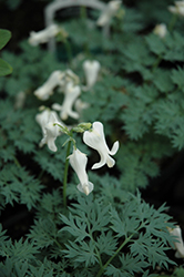 Ivory Hearts Bleeding Heart (Dicentra 'Ivory Hearts') at Valley View Farms