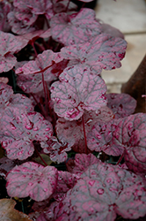 Grape Expectations Coral Bells (Heuchera 'Grape Expectations') at Valley View Farms