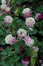 Winky Double Rose And White Columbine (Aquilegia 'Winky Double Rose And White') at Valley View Farms