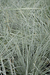 Beyond Blue Blue Fescue (Festuca glauca 'Casca11') at Valley View Farms