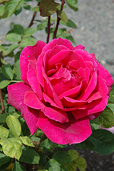Chrysler Imperial Rose (Rosa 'Chrysler Imperial') at Valley View Farms