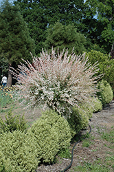 Tricolor Willow (tree form) (Salix integra 'Hakuro Nishiki (tree form)') at Valley View Farms