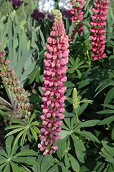 Popsicle Pink Lupine (Lupinus 'Popsicle Pink') at Valley View Farms