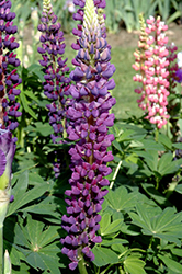 Popsicle Blue Lupine (Lupinus 'Popsicle Blue') at Valley View Farms
