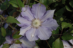 H.F. Young Clematis (Clematis 'H.F. Young') at Valley View Farms