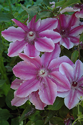 Carnaby Clematis (Clematis 'Carnaby') at Valley View Farms