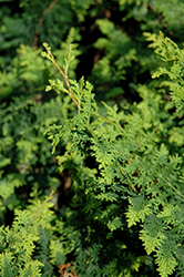 Fernspray Hinoki Falsecypress (Chamaecyparis obtusa 'Filicoides') at Valley View Farms