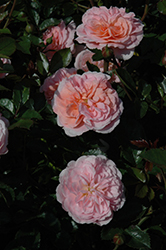 Apricot Drift Rose (Rosa 'Meimirrote') at Valley View Farms