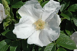 White Rugosa Rose (Rosa rugosa 'Alba') at Valley View Farms