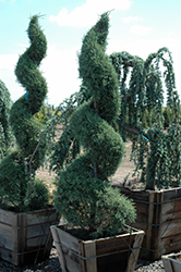 Carolina Sapphire Arizona Cypress (Cupressus arizonica 'Carolina Sapphire') at Valley View Farms