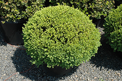 Green Velvet Boxwood (globe form) (Buxus 'Green Velvet (globe)') at Valley View Farms