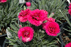 Starlette Pinks (Dianthus 'Evian') at Valley View Farms