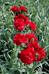 Early Bird Radiance Pinks (Dianthus 'Wp08 Mar05') at Valley View Farms