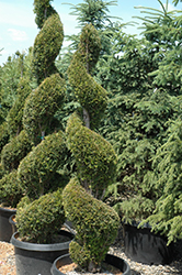 Emerald Green Arborvitae (spiral) (Thuja occidentalis 'Smaragd (spiral)') at Valley View Farms