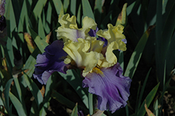 Edith Wolford Iris (Iris 'Edith Wolford') at Valley View Farms