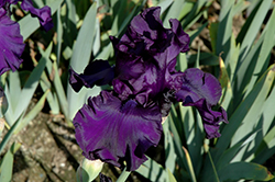 Dusky Challenger Iris (Iris 'Dusky Challenger') at Valley View Farms